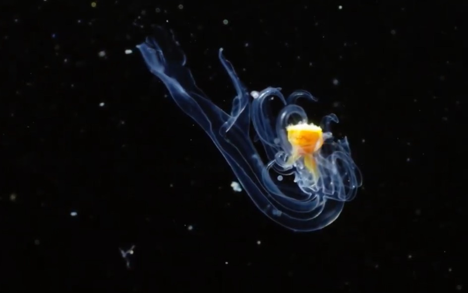 'Larva de l’estrella de mar Luidia sarsii'